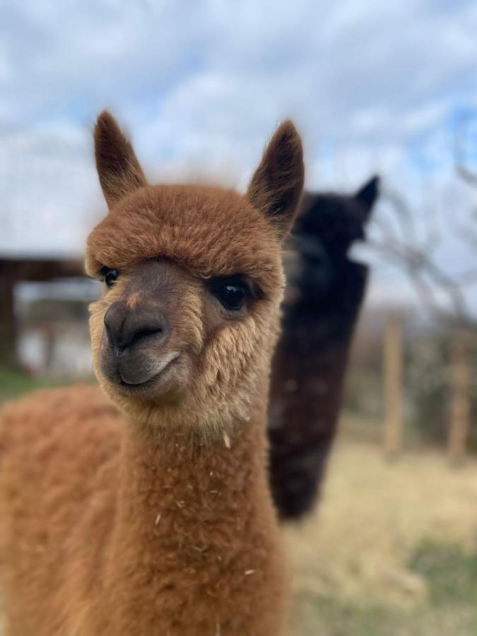 Agriturismo Il Vecchio Mandorlo Περούτζια Εξωτερικό φωτογραφία