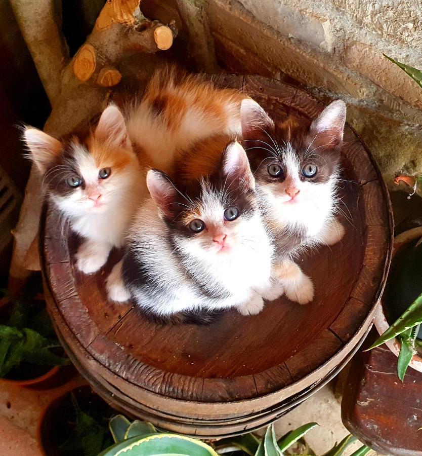 Agriturismo Il Vecchio Mandorlo Περούτζια Εξωτερικό φωτογραφία