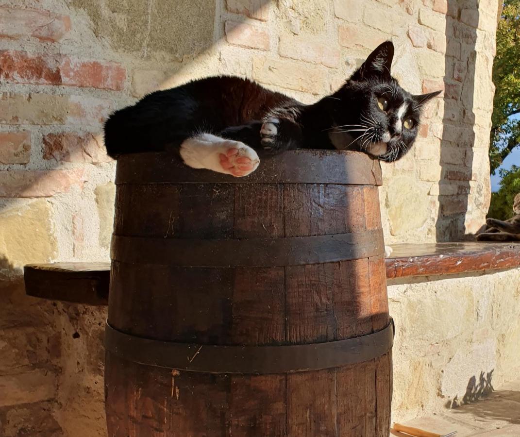 Agriturismo Il Vecchio Mandorlo Περούτζια Εξωτερικό φωτογραφία