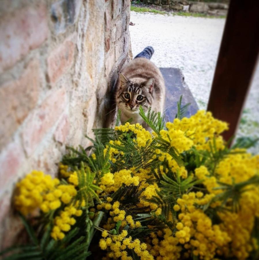 Agriturismo Il Vecchio Mandorlo Περούτζια Εξωτερικό φωτογραφία