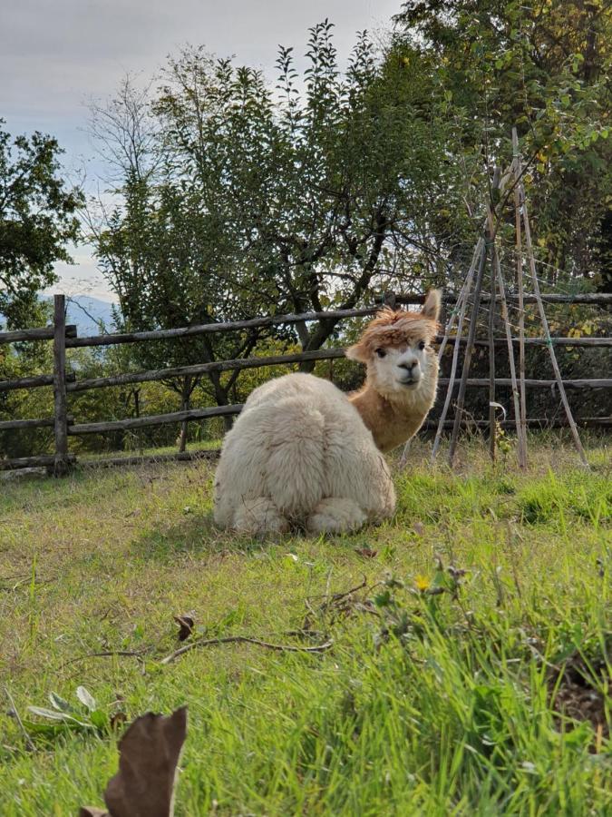 Agriturismo Il Vecchio Mandorlo Περούτζια Εξωτερικό φωτογραφία