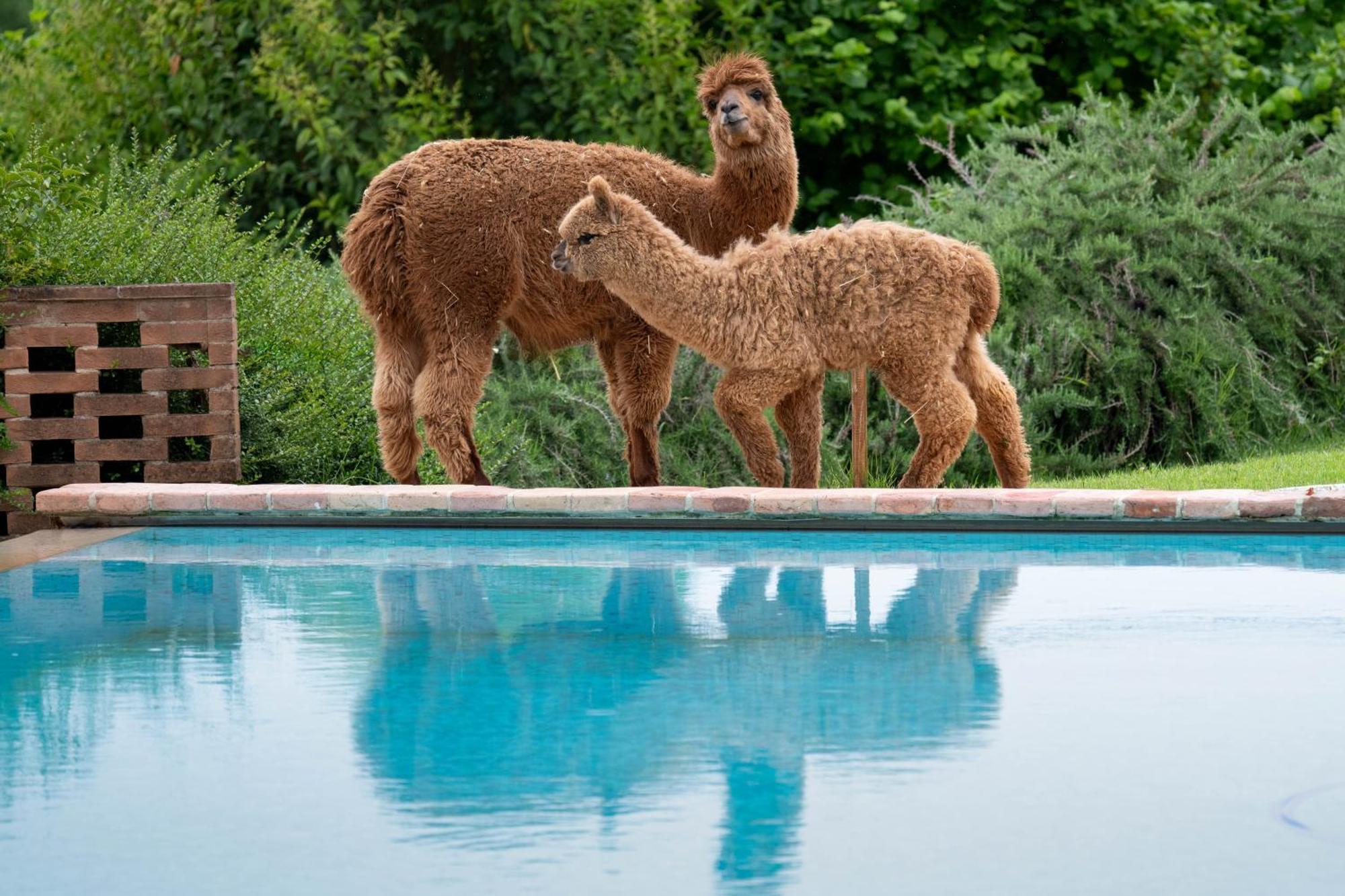 Agriturismo Il Vecchio Mandorlo Περούτζια Εξωτερικό φωτογραφία